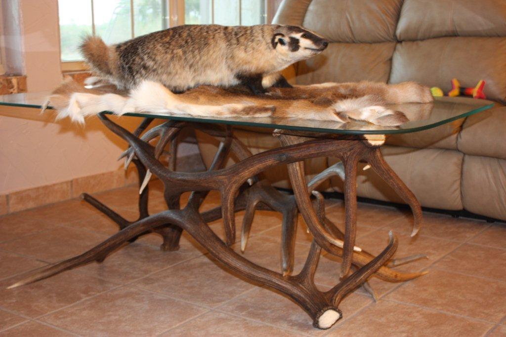 Badger and Elk Antler Table