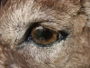 Ibex Eye